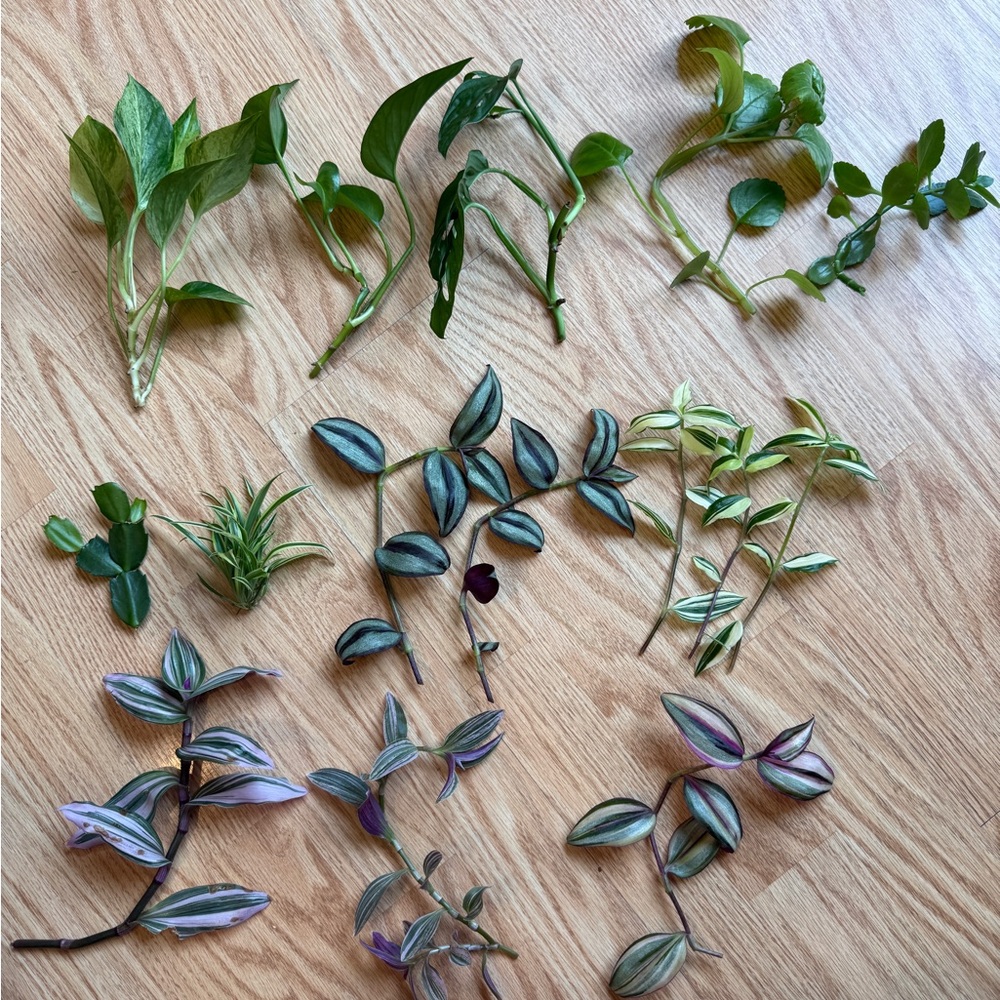 Indoor Plant Cuttings bundle